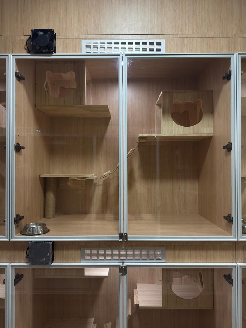 Luxury cat suite with cozy bedding and climbing platforms